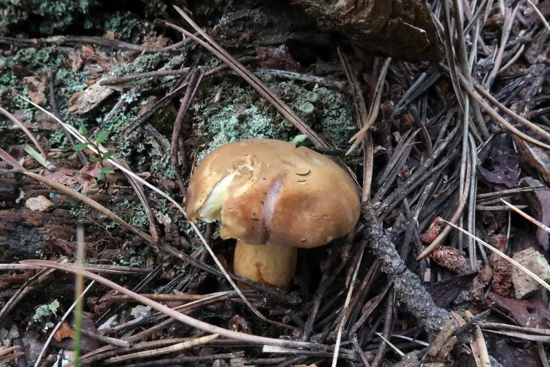 Butyriboletus subappendiculatus 1 - Sombrero